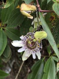 Passiflora indecora image