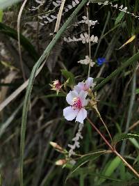 Monochaetum lineatum image