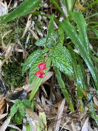 Begonia urticae image