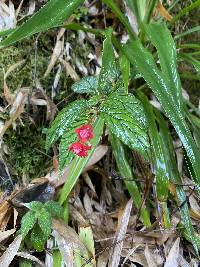 Begonia urticae image