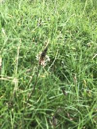 Plantago lanceolata image