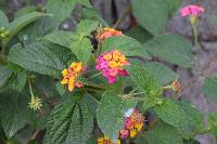 Lantana camara image