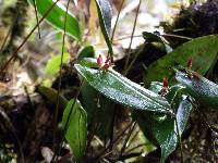 Pleurothallis coriacardia image