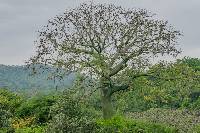 Ceiba trischistandra image