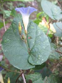 Ipomoea aristolochiifolia image