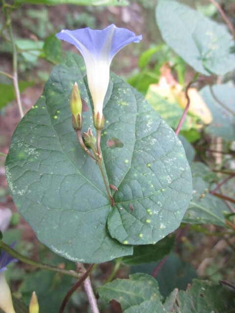 Ipomoea aristolochiifolia image