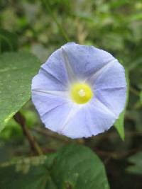 Ipomoea aristolochiifolia image