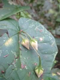 Ipomoea aristolochiifolia image