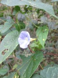 Image of Ipomoea aristolochiifolia