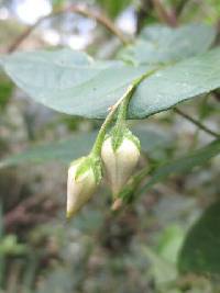 Ipomoea aristolochiifolia image