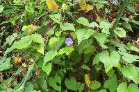 Ipomoea aristolochiifolia image