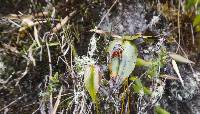 Pleurothallis coriacardia image