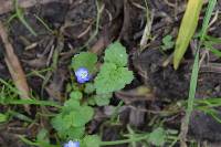 Veronica persica image