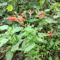 Salvia alborosea image