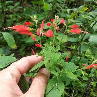 Salvia alborosea image