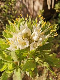 Cantua quercifolia image