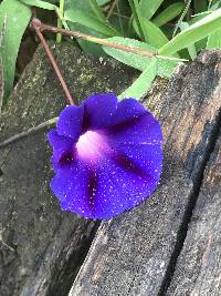 Ipomoea purpurea image