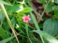 Viola arguta image