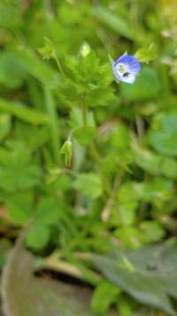 Veronica persica image