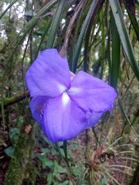 Wallisia lindeniana image