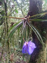 Wallisia lindeniana image