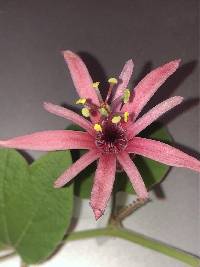 Passiflora sanguinolenta image