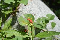 Asclepias curassavica image