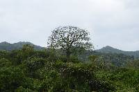 Ceiba trischistandra image