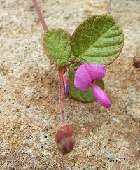 Image of Desmodium molliculum