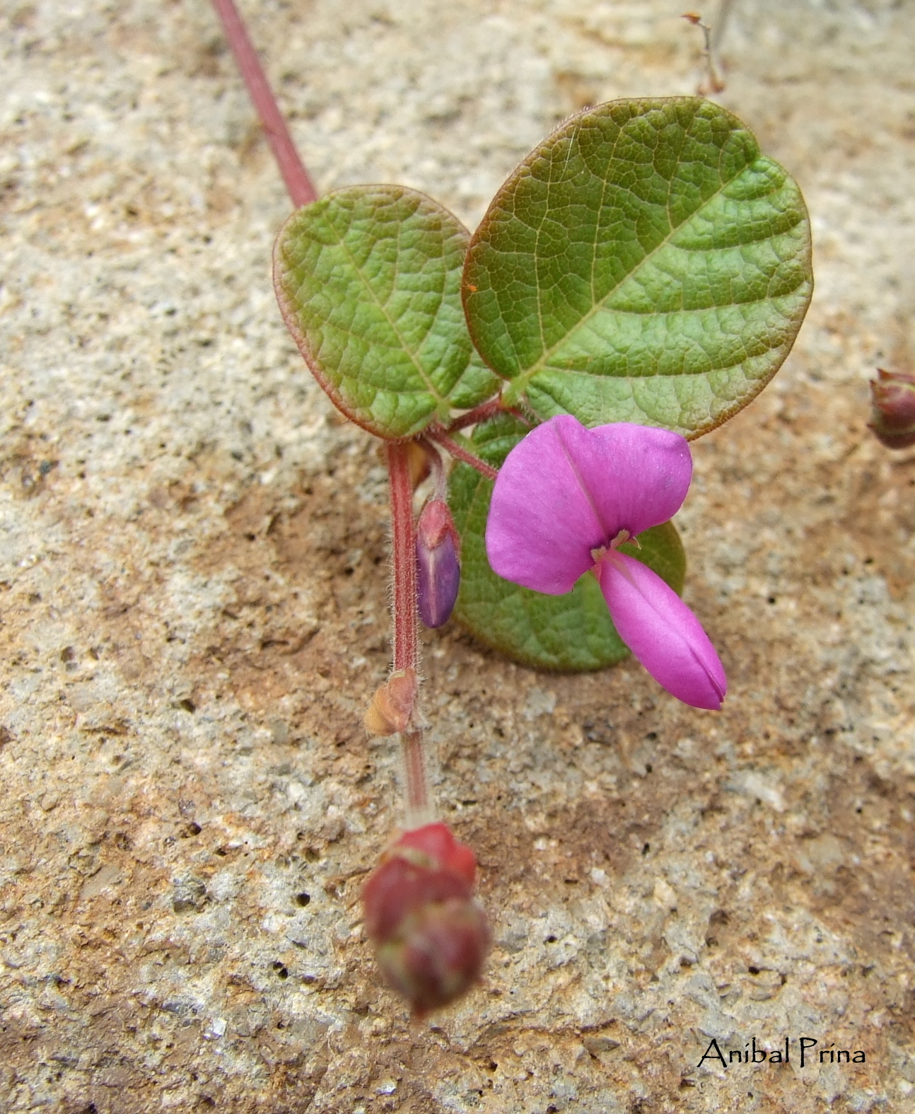 Desmodium molliculum image