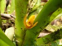 Maxillaria villosa image