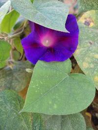 Ipomoea purpurea image