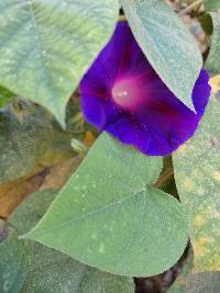 Ipomoea purpurea image