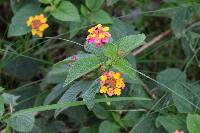 Lantana camara image