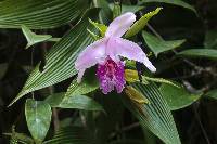 Sobralia rosea image