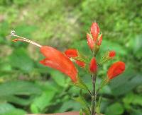 Salvia alborosea image