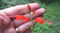 Salvia alborosea image