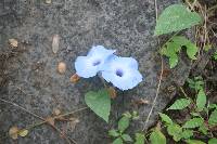 Ipomoea regnellii image