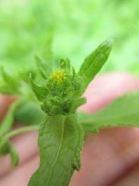 Sigesbeckia flosculosa image