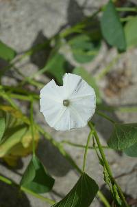 Ipomoea asarifolia image