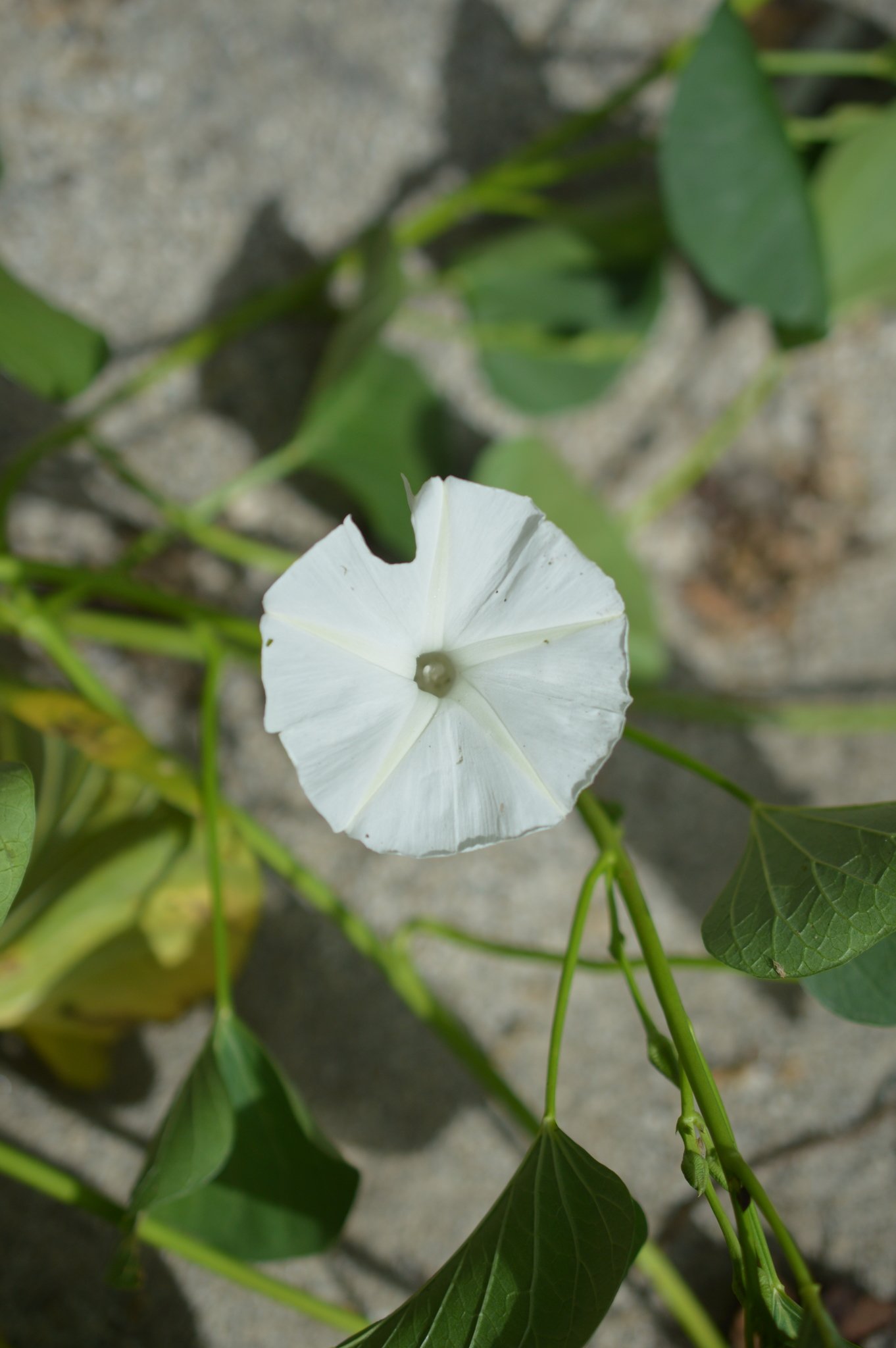 Ipomoea asarifolia image