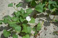 Ipomoea asarifolia image