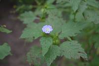 Nicandra physalodes image