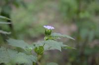 Nicandra physalodes image