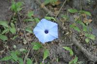 Ipomoea regnellii image