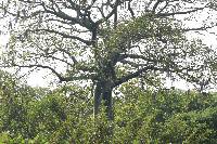 Ceiba trischistandra image