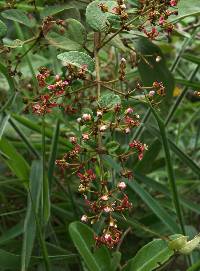 Heteropterys brachiata image