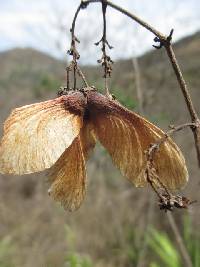 Image of Heteropterys brachiata