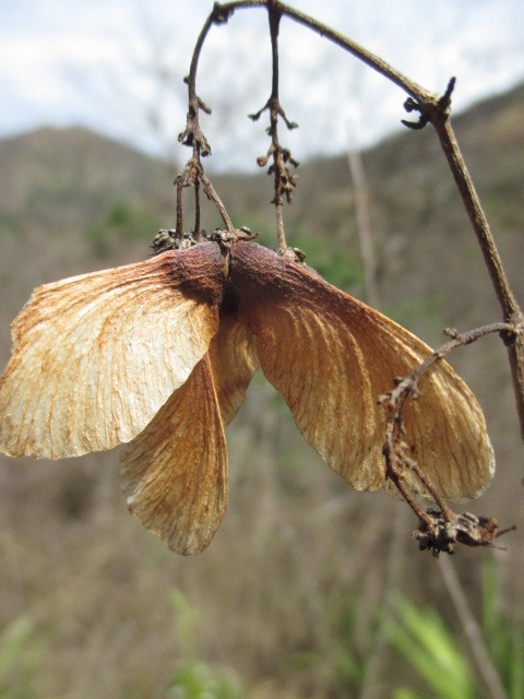 Heteropterys brachiata image