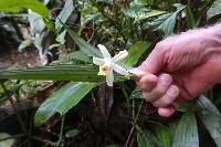 Sobralia candida image